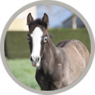 Production de semences