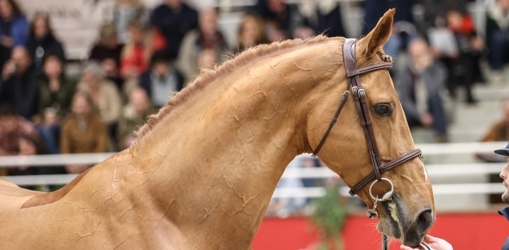 
	            SILVER DEUX DE VIRTON*GFE
	            